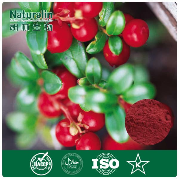Natural Cranberry Juice Extract Powder